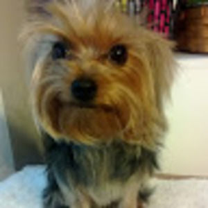 Meet your Posher, Alfred